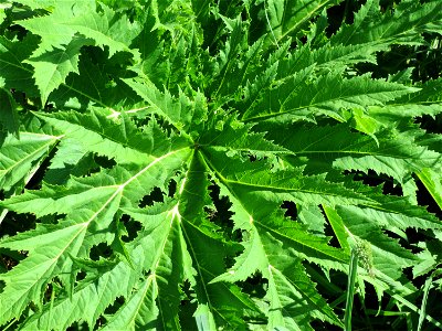 Riesen-Bärenklau (Heracleum mantegazzianum) im Landschaftsschutzgebiet Hockenheimer Rheinbogen