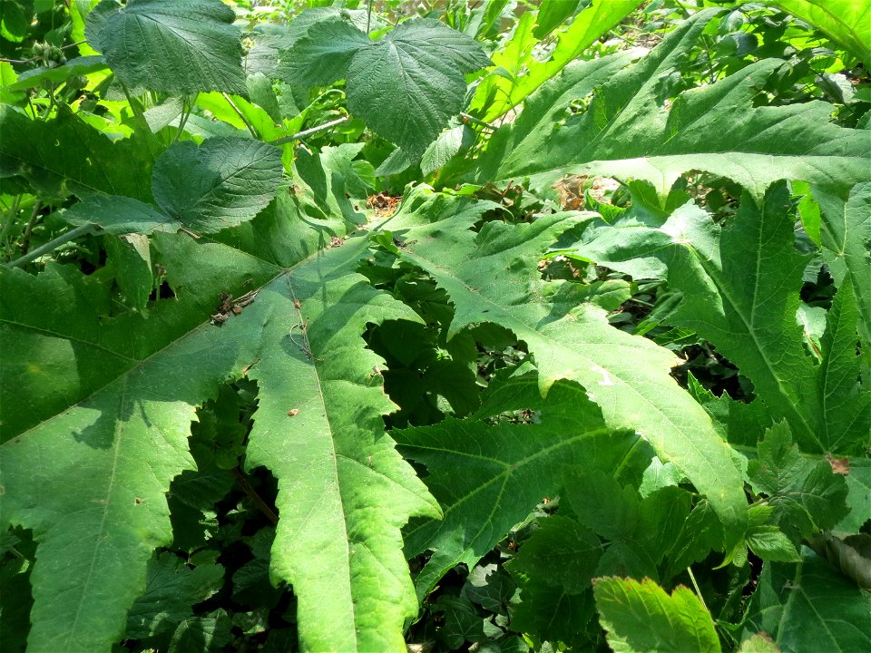 Riesen-Bärenklau (Heracleum mantegazzianum) am Kraichbach in Hockenheim