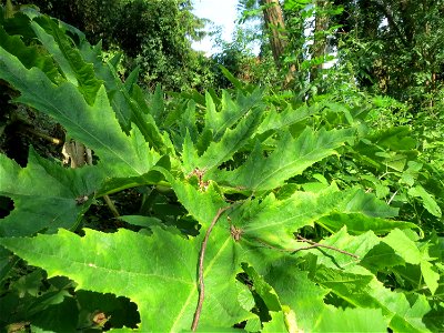Riesen-Bärenklau (Heracleum mantegazzianum) am Kraichbach in Hockenheim
