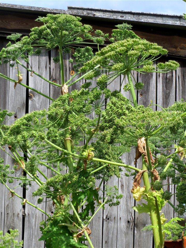 Riesen-Bärenklau (Heracleum mantegazzianum) im Landschaftsschutzgebiet „Hockenheimer Rheinbogen“