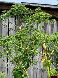 Riesen-Bärenklau (Heracleum mantegazzianum) im Landschaftsschutzgebiet „Hockenheimer Rheinbogen“