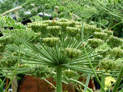Riesen-Bärenklau (Heracleum mantegazzianum) im Hockenheimer Rheinbogen