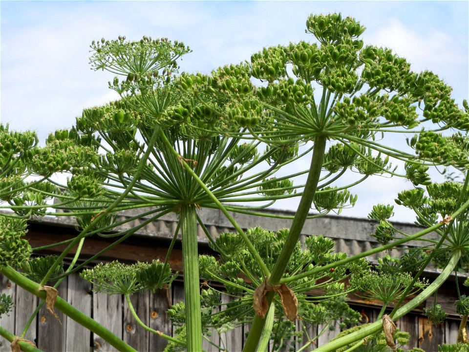 Riesen-Bärenklau (Heracleum mantegazzianum) im Hockenheimer Rheinbogen