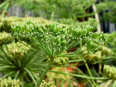 Riesen-Bärenklau (Heracleum mantegazzianum) im Hockenheimer Rheinbogen