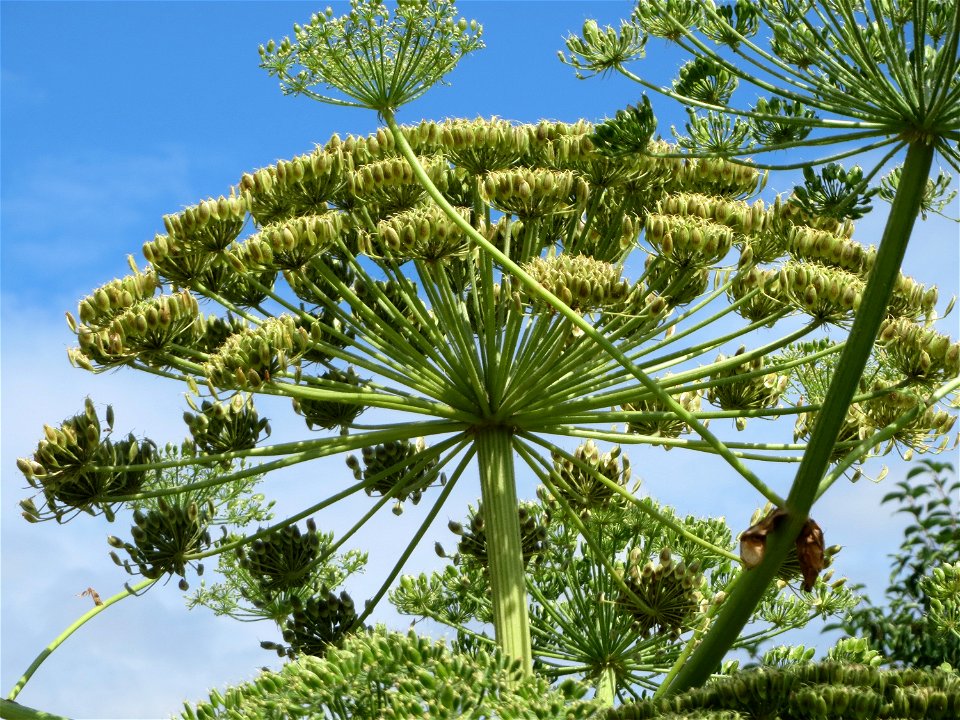 Riesen-Bärenklau (Heracleum mantegazzianum) im Hockenheimer Rheinbogen