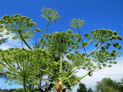 Riesen-Bärenklau (Heracleum mantegazzianum) im Hockenheimer Rheinbogen