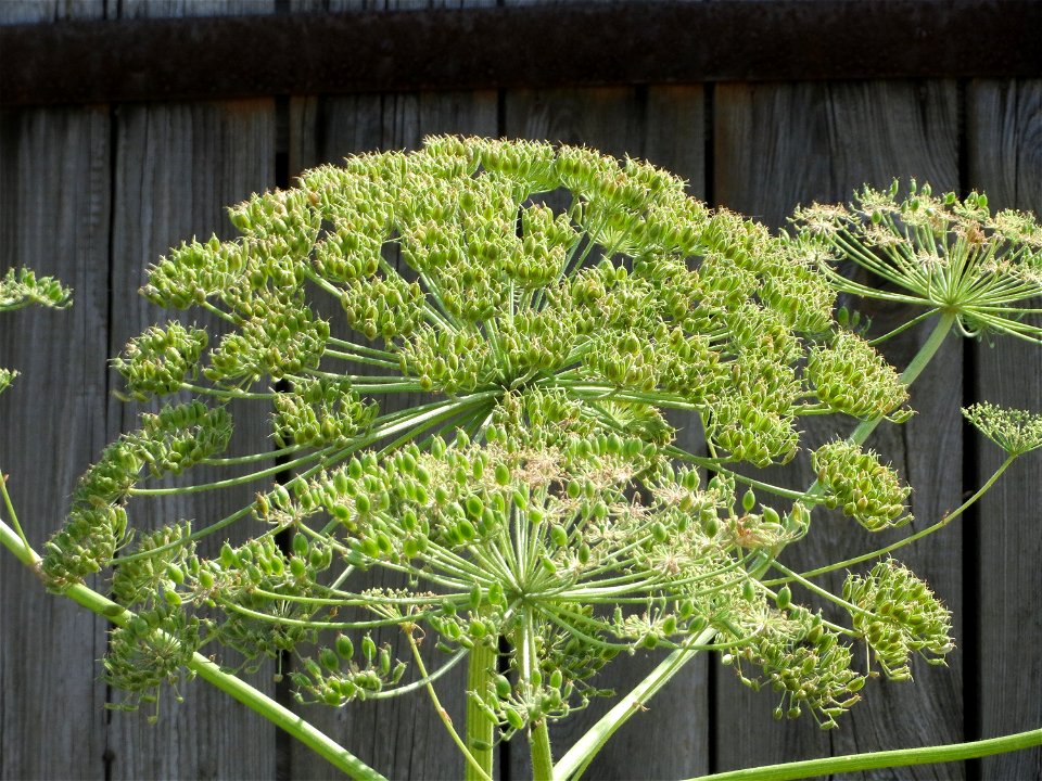 Riesen-Bärenklau (Heracleum mantegazzianum) im Hockenheimer Rheinbogen