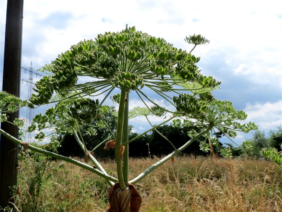 Riesen-Bärenklau (Heracleum mantegazzianum) im Hockenheimer Rheinbogen