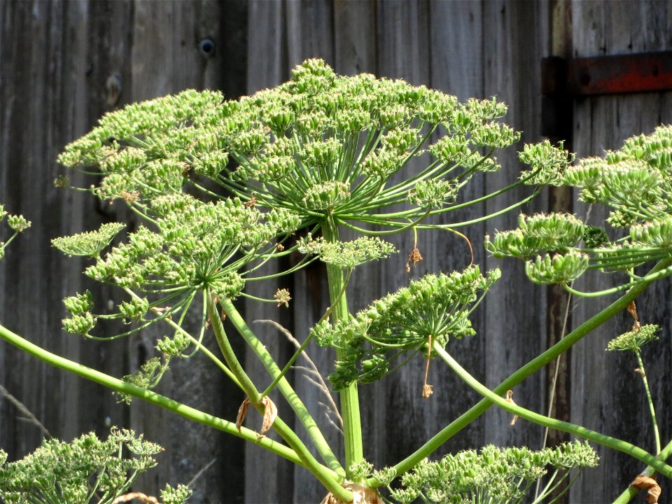 Riesen-Bärenklau (Heracleum mantegazzianum) im Hockenheimer Rheinbogen