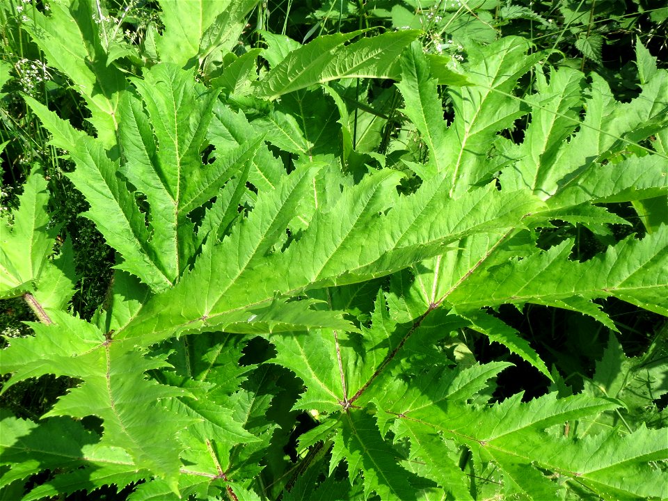 Riesen-Bärenklau (Heracleum mantegazzianum) im Landschaftsschutzgebiet Hockenheimer Rheinbogen