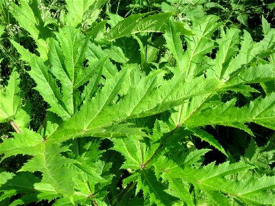 Riesen-Bärenklau (Heracleum mantegazzianum) im Landschaftsschutzgebiet Hockenheimer Rheinbogen