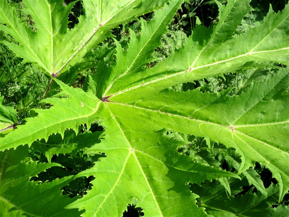 Riesen-Bärenklau (Heracleum mantegazzianum) im Landschaftsschutzgebiet „Hockenheimer Rheinbogen“
