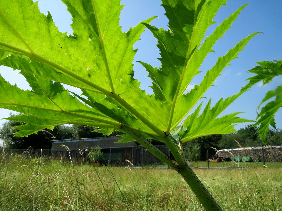 Riesen-Bärenklau (Heracleum mantegazzianum) im Landschaftsschutzgebiet Hockenheimer Rheinbogen