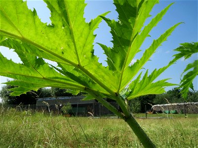 Riesen-Bärenklau (Heracleum mantegazzianum) im Landschaftsschutzgebiet Hockenheimer Rheinbogen