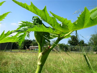 Riesen-Bärenklau (Heracleum mantegazzianum) im Landschaftsschutzgebiet Hockenheimer Rheinbogen