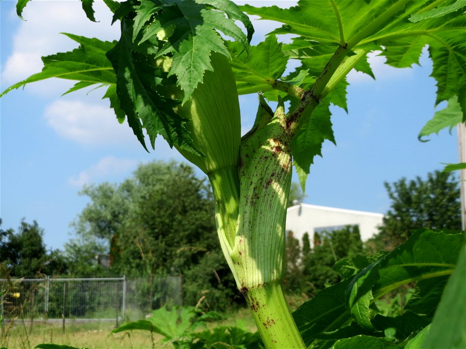 Riesen-Bärenklau (Heracleum mantegazzianum) im Landschaftsschutzgebiet Hockenheimer Rheinbogen