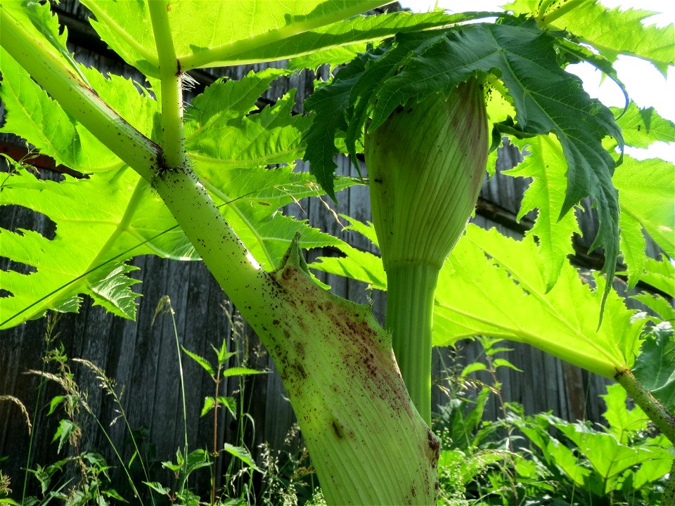 Riesen-Bärenklau (Heracleum mantegazzianum) im Landschaftsschutzgebiet Hockenheimer Rheinbogen