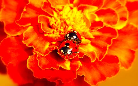The beetles flower animals photo