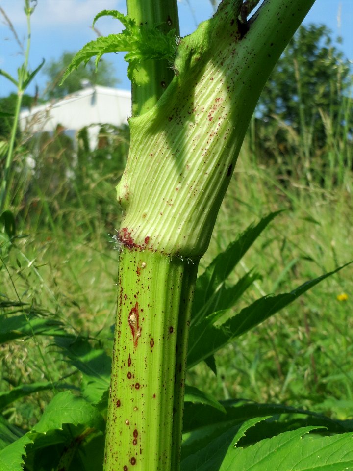 Riesen-Bärenklau (Heracleum mantegazzianum) im Landschaftsschutzgebiet Hockenheimer Rheinbogen