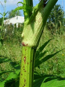 Riesen-Bärenklau (Heracleum mantegazzianum) im Landschaftsschutzgebiet Hockenheimer Rheinbogen