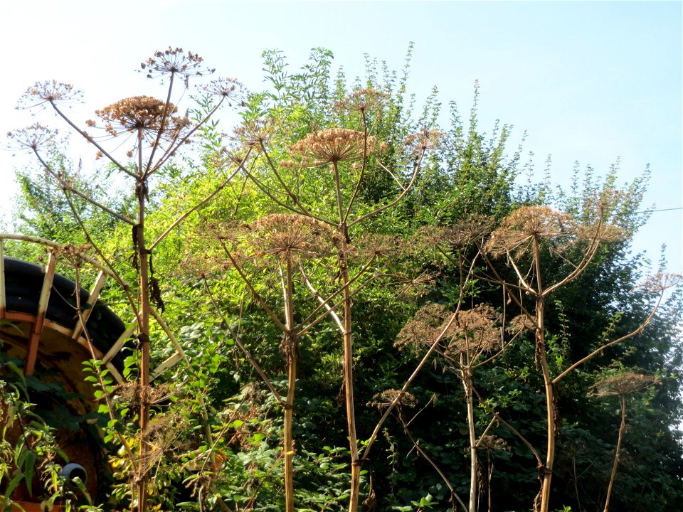 Riesen-Bärenklau (Heracleum mantegazzianum) im Hockenheimer Rheinbogen