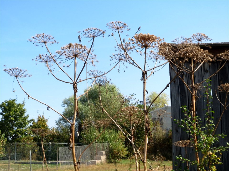 Riesen-Bärenklau (Heracleum mantegazzianum) im Hockenheimer Rheinbogen