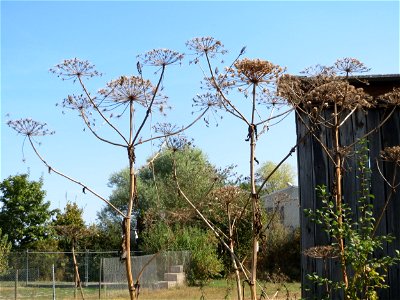 Riesen-Bärenklau (Heracleum mantegazzianum) im Hockenheimer Rheinbogen