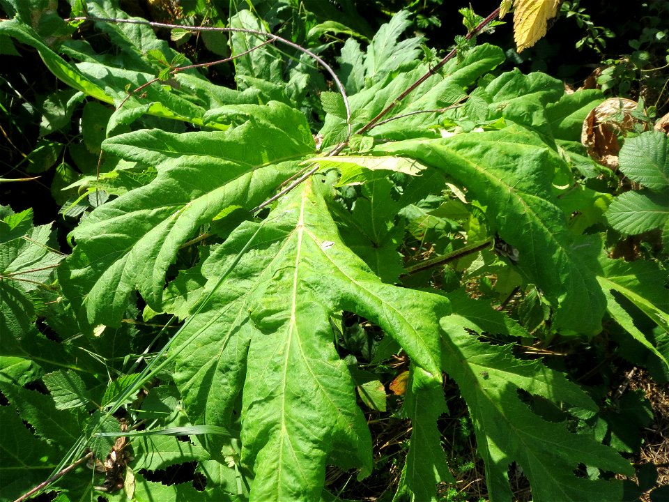 Riesen-Bärenklau (Heracleum mantegazzianum) im Hockenheimer Rheinbogen