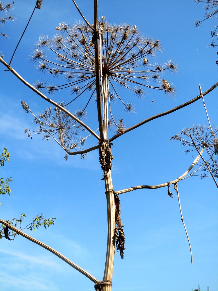 Riesen-Bärenklau (Heracleum mantegazzianum) im Hockenheimer Rheinbogen
