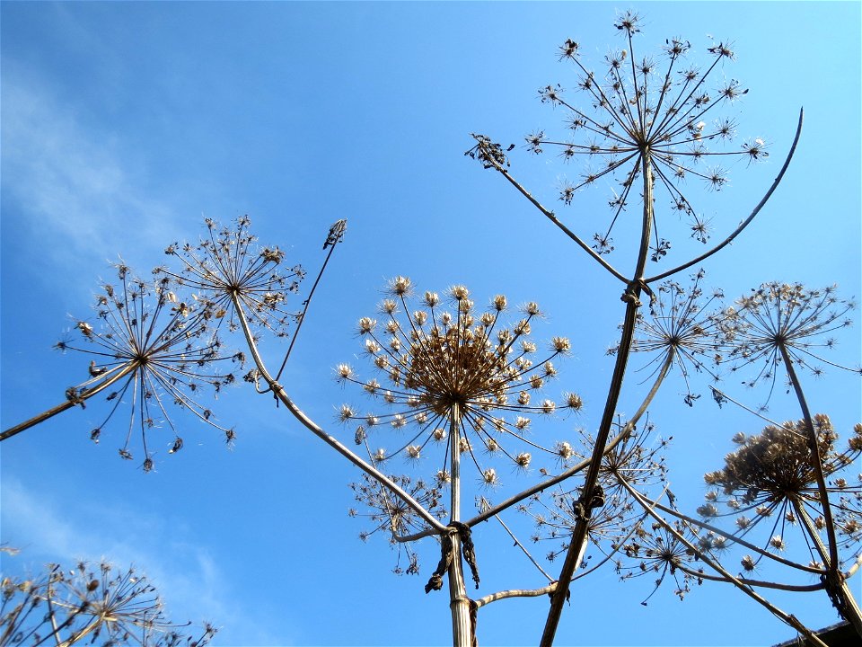 Riesen-Bärenklau (Heracleum mantegazzianum) im Hockenheimer Rheinbogen