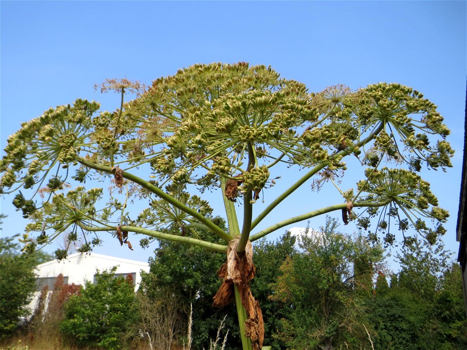 Riesen-Bärenklau (Heracleum mantegazzianum) - invasiv im Landschaftsschutzgebiet „Hockenheimer Rheinbogen“