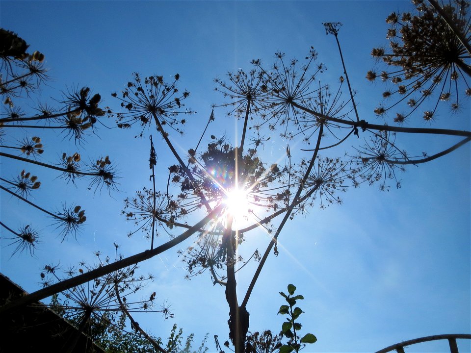 Riesen-Bärenklau (Heracleum mantegazzianum) im Hockenheimer Rheinbogen