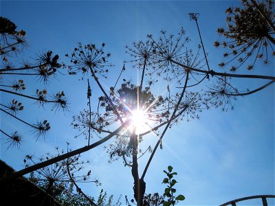 Riesen-Bärenklau (Heracleum mantegazzianum) im Hockenheimer Rheinbogen