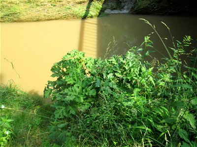 Riesen-Bärenklau (Heracleum mantegazzianum) invasiv am Hardtgraben in der Schwetzinger Hardt - eingeschleppt aus dem Kaukasus