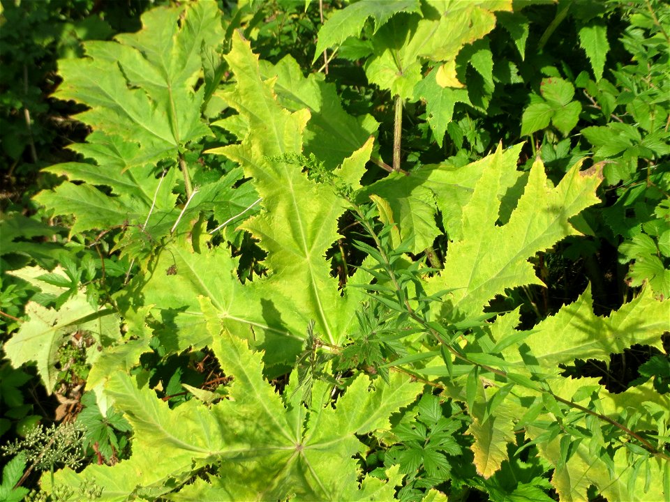 Grundblätter vom Riesen-Bärenklau (Heracleum mantegazzianum) in den Sankt Arnual Wiesen gegenüber vom Osthafen Saarbrücken (Außerhalb vom NSG)