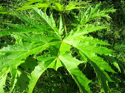Grundblätter vom Riesen-Bärenklau (Heracleum mantegazzianum) an der Saar in Saarbrücken