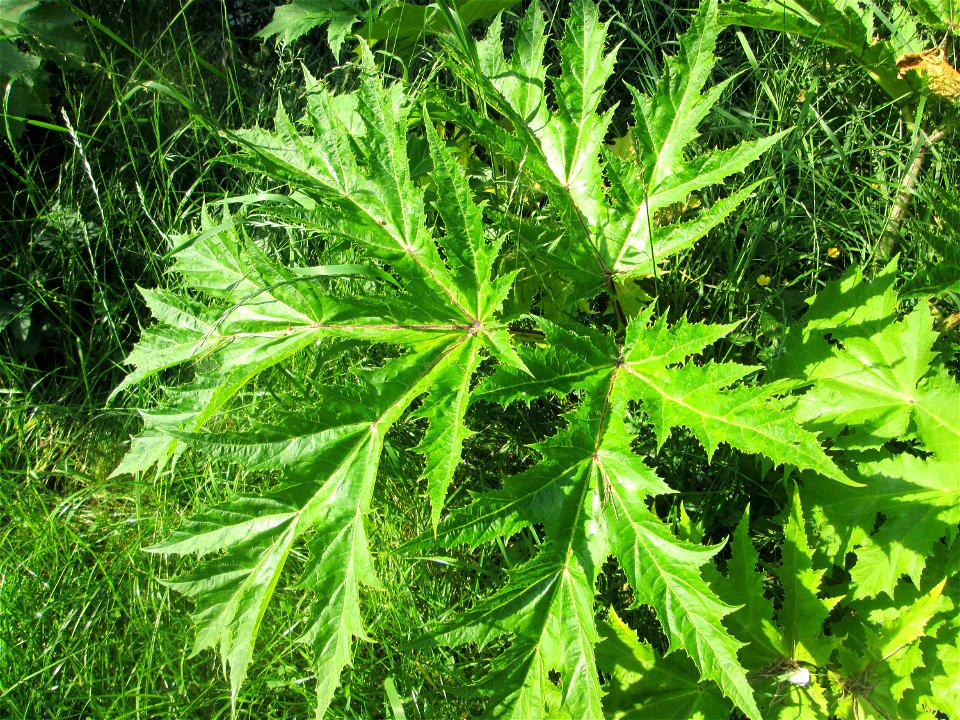 Grundblätter vom Riesen-Bärenklau (Heracleum mantegazzianum) an der Saar in Saarbrücken