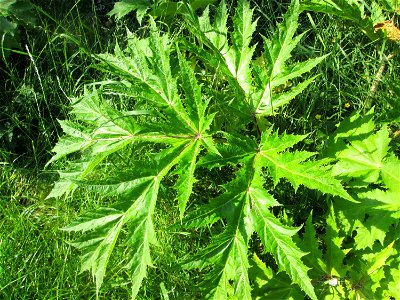 Grundblätter vom Riesen-Bärenklau (Heracleum mantegazzianum) an der Saar in Saarbrücken