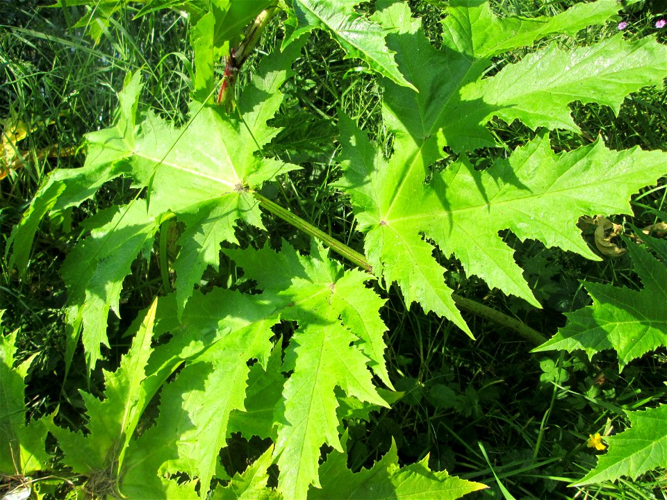 Grundblätter vom Riesen-Bärenklau (Heracleum mantegazzianum) an der Saar in Saarbrücken