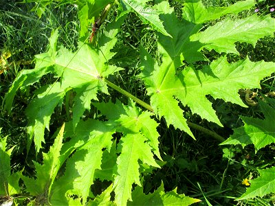 Grundblätter vom Riesen-Bärenklau (Heracleum mantegazzianum) an der Saar in Saarbrücken