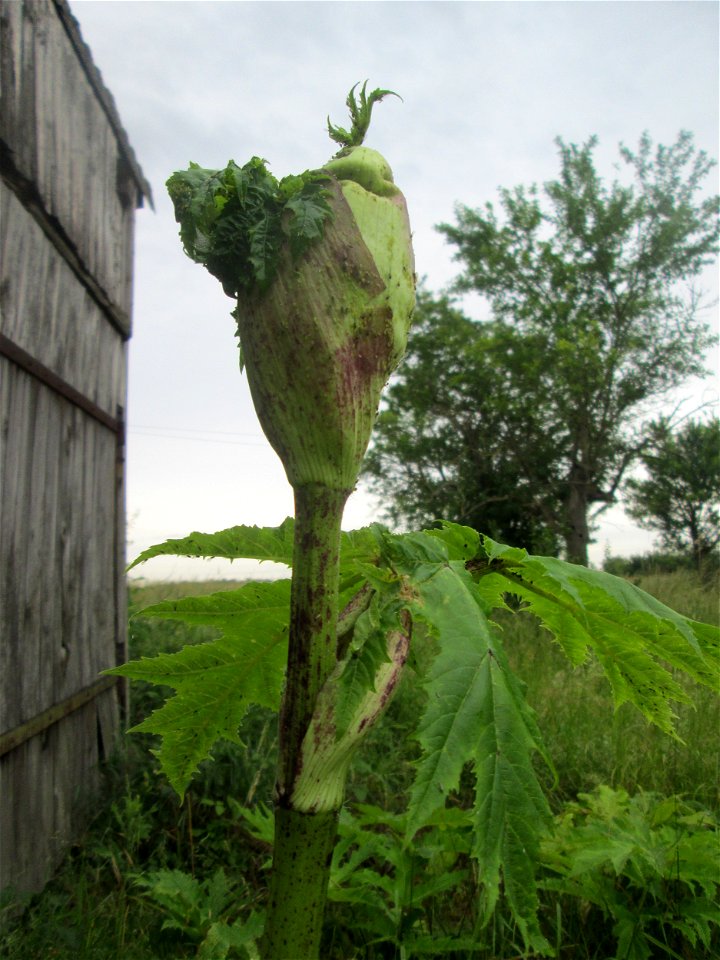 Riesen-Bärenklau (Heracleum mantegazzianum) im Landschaftsschutzgebiet „Hockenheimer Rheinbogen“