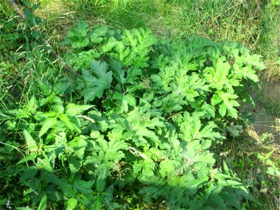 Riesen-Bärenklau (Heracleum mantegazzianum) invasiv am Hardtgraben in der Schwetzinger Hardt - eingeschleppt aus dem Kaukasus