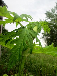 Riesen-Bärenklau (Heracleum mantegazzianum) im Landschaftsschutzgebiet „Hockenheimer Rheinbogen“