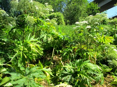 Riesen-Bärenklau (Heracleum mantegazzianum) invasiv an der Saar in Güdingen