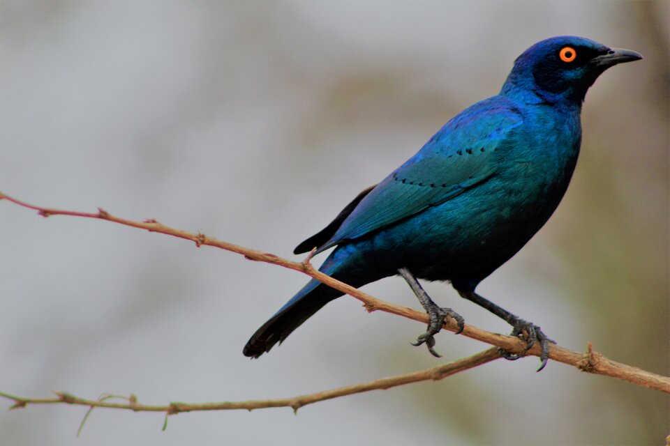 Blue wildlife kruger