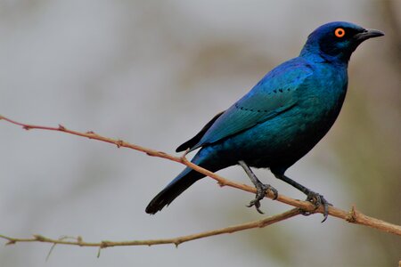 Blue wildlife kruger photo