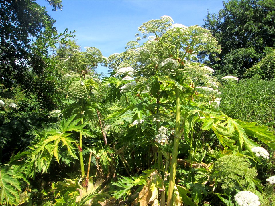 Riesen-Bärenklau (Heracleum mantegazzianum) invasiv an der Saar in Güdingen