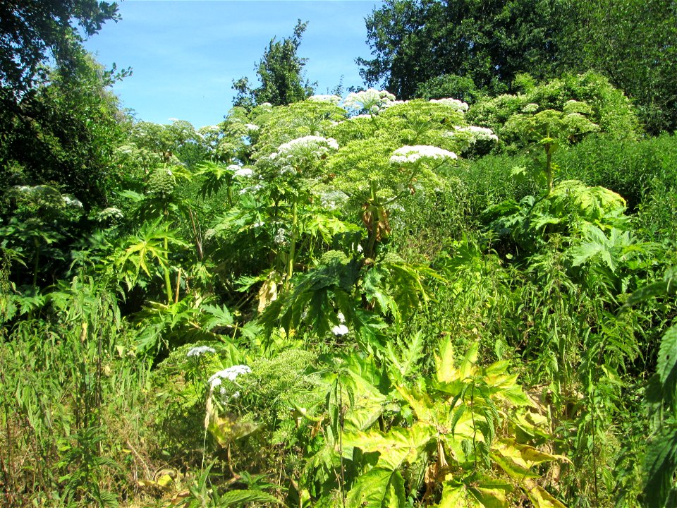 Riesen-Bärenklau (Heracleum mantegazzianum) invasiv an der Saar in Güdingen