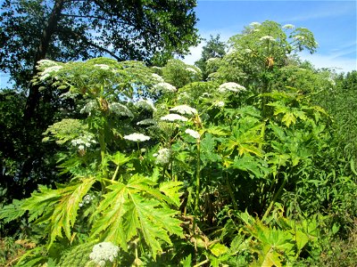 Riesen-Bärenklau (Heracleum mantegazzianum) invasiv an der Saar in Güdingen