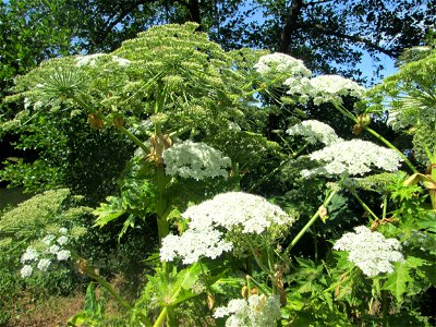 Riesen-Bärenklau (Heracleum mantegazzianum) invasiv an der Saar in Güdingen photo